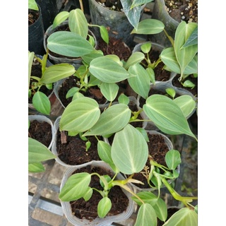 cây giống philodendron gloriosum