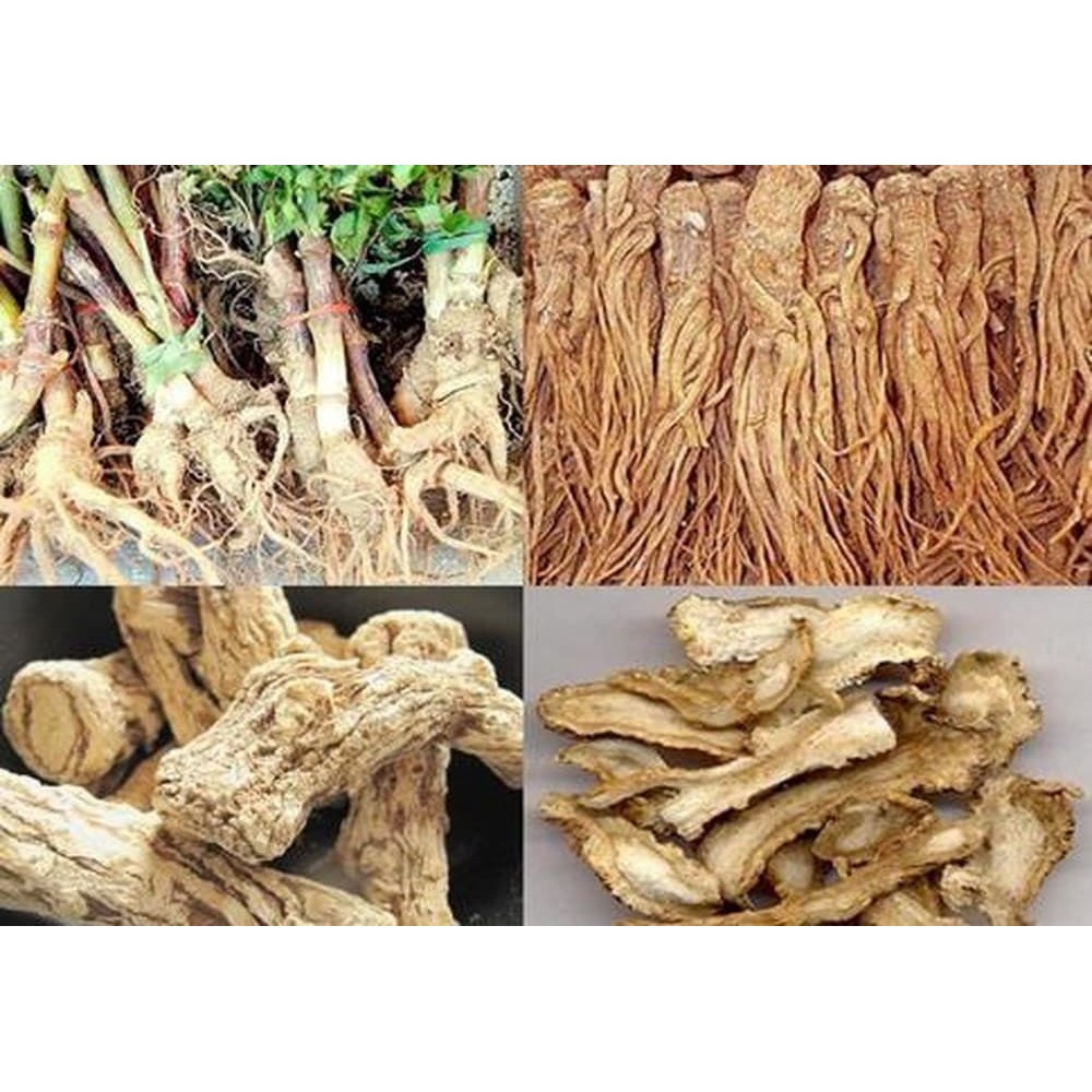 [FREESHIP 99K TOÀN QUỐC]Sâm Đương Quy 500g