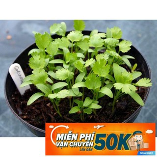 20g Hạt giống Ngò Rí