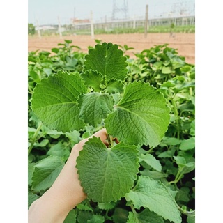 Siro ho thảo mộc quốc dân 🌿🌿