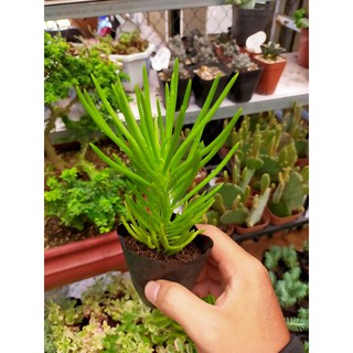 Sen đá cỏ phụng