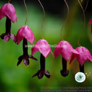 50h Hạt Giống Hoa Leo Chuông Tím Mexico (| -KD: B36*X58)