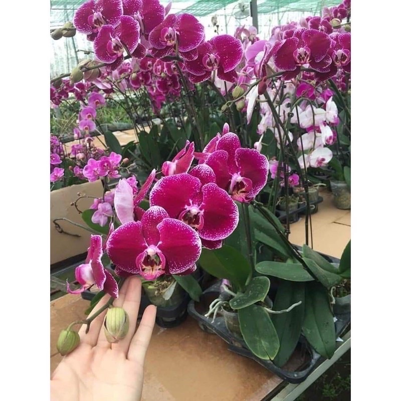COMBO 11 CÂY HOA LAN HỒ ĐIỆP NGỒNG CÂY KHOẻ , ĐẸP