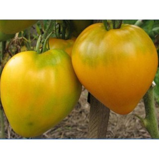 Hạt cà chua trái tim vàng - gói 0,2 gram