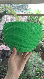 Chậu treo mây