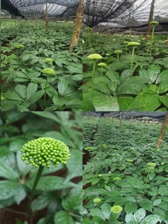 NỤ SIÊU BAO TỬ LOẠI NHỎ 100g