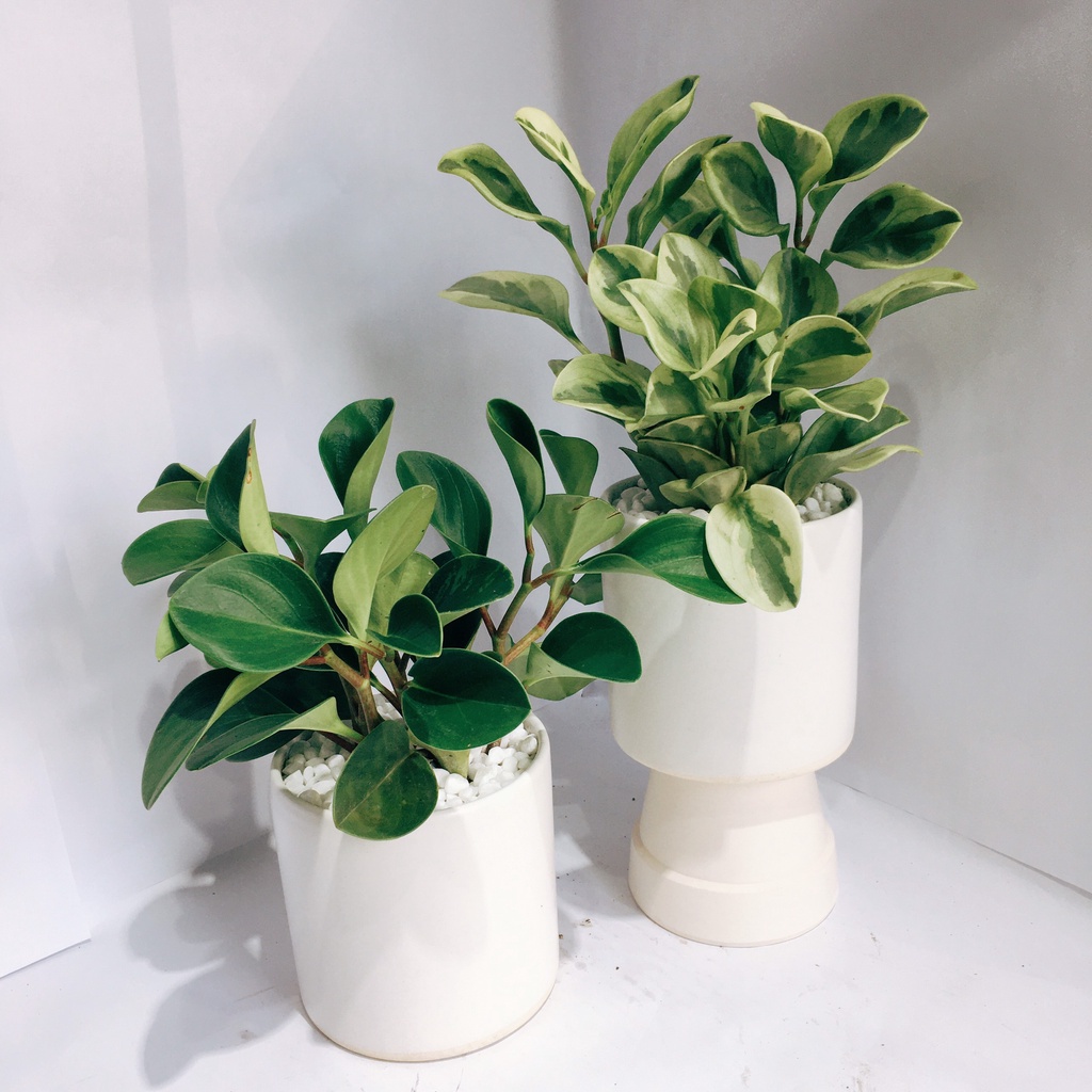 Cây Trường Sinh Xanh để bàn kèm chậu gốm tráng men