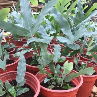 Chậu cứng Dương xỉ bạc blue star fern