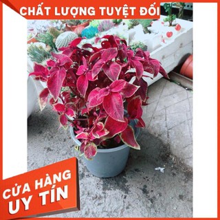 Cây Lá Gấm Đỏ