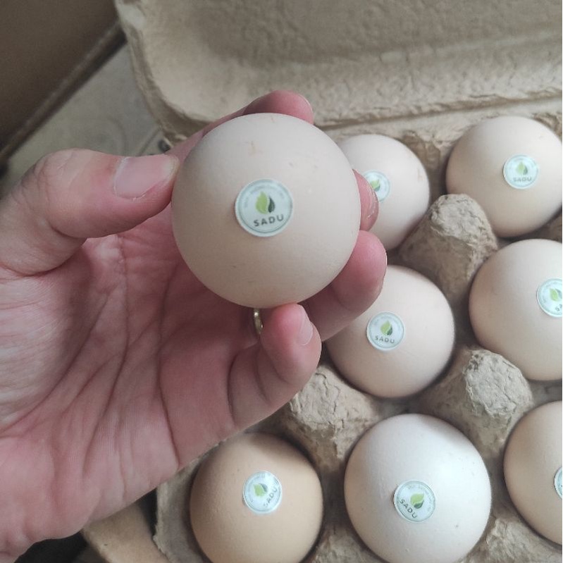 Trứng gà tươi SADU nuôi Organic, trứng gà không béo, thơm ngon, 12 quả 1 hộp