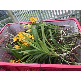 Lan mokara màu vàng nến cao 15cm-20cm- cây nhổ luống