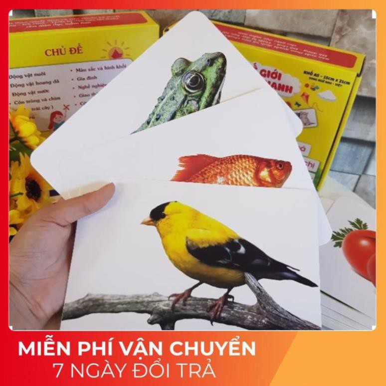 Bộ thẻ học thông minh Glenn Doman kt TO A5 - 17x21cm dạy bé nhận biết về Thế giới xung quanh, kết hợp dạy Từ vựng.