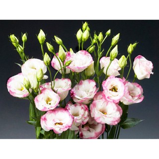 Hạt giống hoa cát tường 10 Hạt - Rau củ quả trồng tại vườn, sân thượng, nông trang, ban công