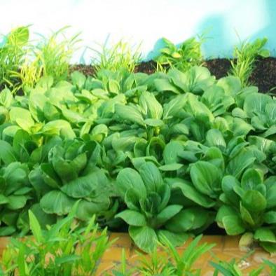 1kg Đất trồng cây Thủy Cam đã qua xử lý trộn xơ dừa đất nuôi trùn quế đủ dinh dưỡng