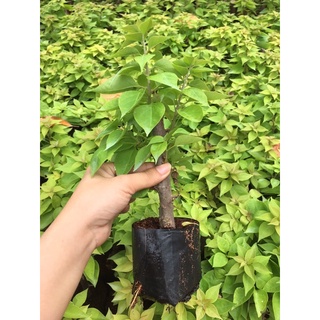 Cây giống giấy Mỹ to