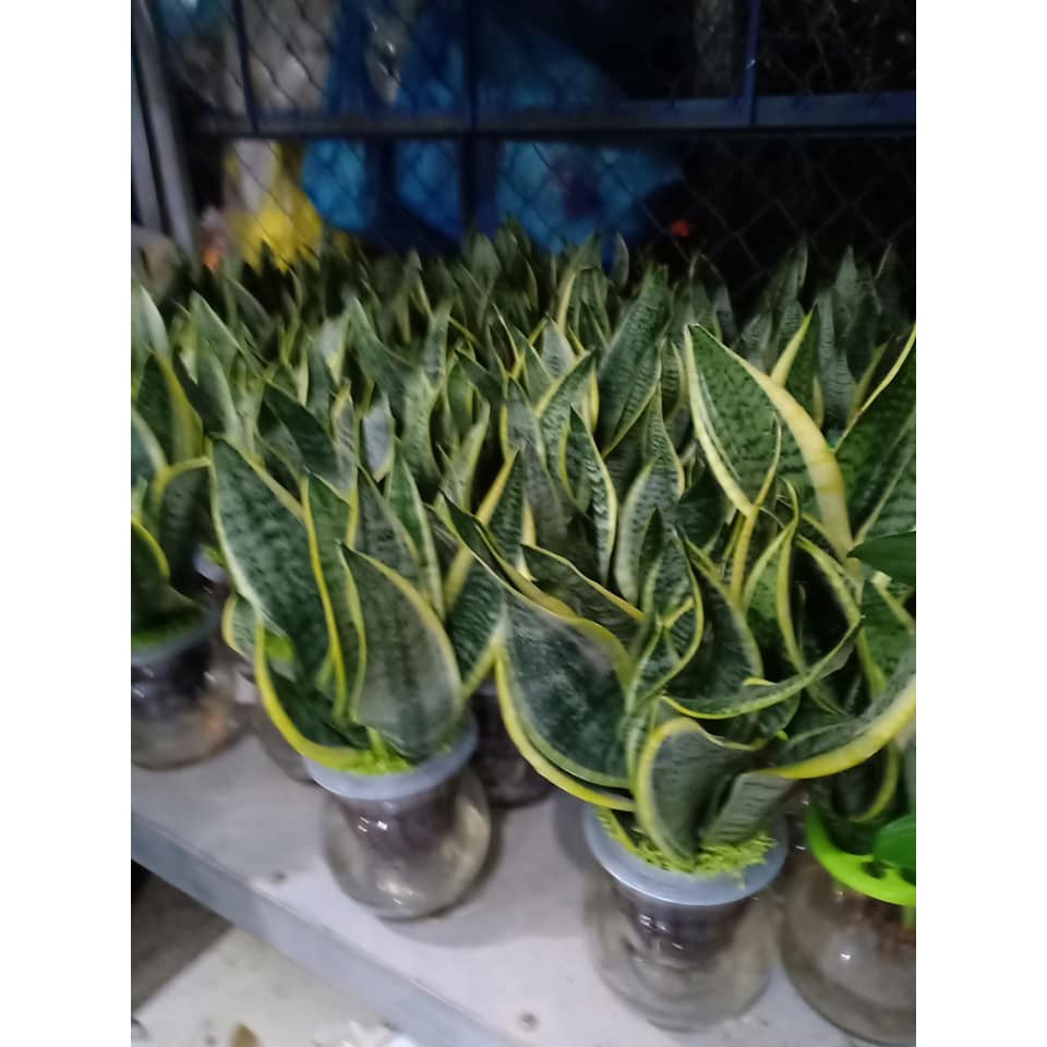 Cây Lưỡi Hổ Thái - caykiengsadec - tặng phân bón cho cây