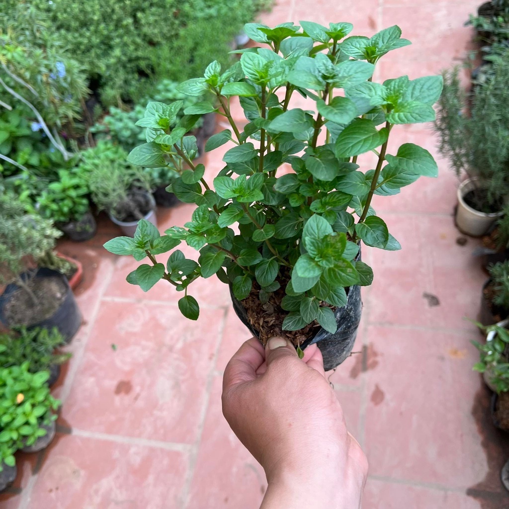 Cây bạc hà chocolate mint - THẾ GIỚI HOA CÂY CẢNH -.