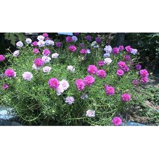 hạt giống hoa mười giờ