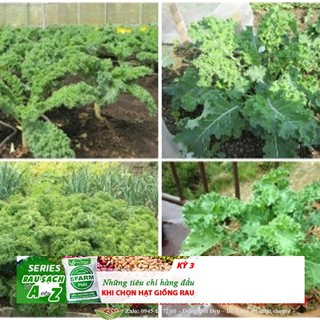 HẠT GIỐNG CẢI XOĂN KALE 20 hạt