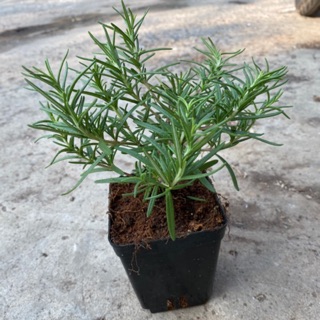 ROSEMARY - CÂY HƯƠNG THẢO 1 THÂN CAO, ĐẸP, DỄ TRỒNG