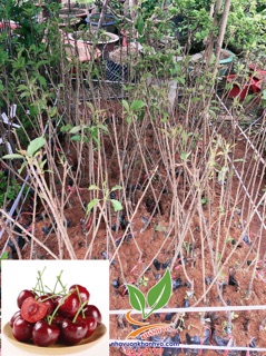 Cây giống cherry mỹ