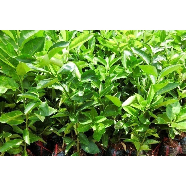 CÂY CHANH GIỐNG CÁC LOẠI ( cây khỏe,lớn nhanh, sớm cho quả)