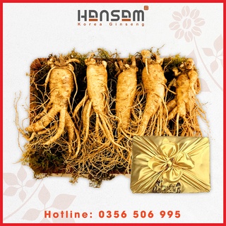Nhân sâm tươi loại 599k/củ lớn loại 5 củ/kg