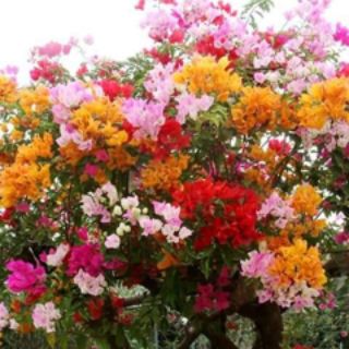 CHUẨN Cây hoa giấy nhiều màu