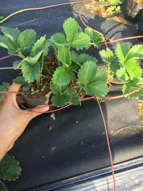 Cây giống dâu tây siêu ngọt