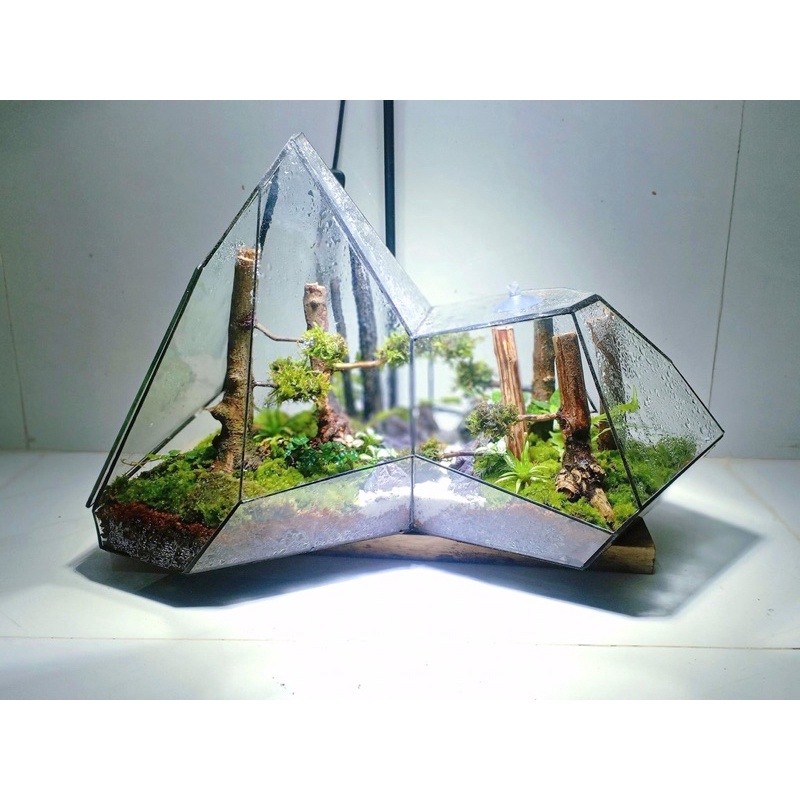 Bể đa giác trang trí bán cạn, terrarium kích thước D32xR24xC27