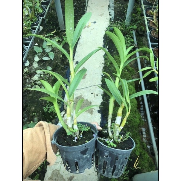 Denro xưa hắc long