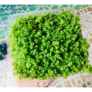 TRÂN CHÂU NGỌC TRAI CẮM NỀN HỒ THUỶ SINH