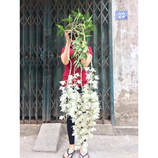 Hawai Tím Và Hawai trắng