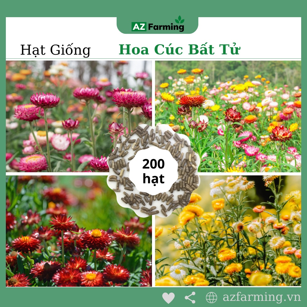 Hạt Giống Hoa Cúc Bất Tử Mix Nhiều Màu - 200 hạt - AZ Farming