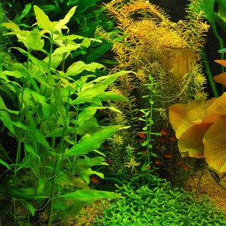 Cây Thủy Sinh Thủy Cải