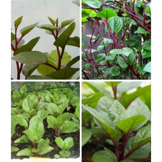 Hạt giống mồng tơi đỏ gói 5gram