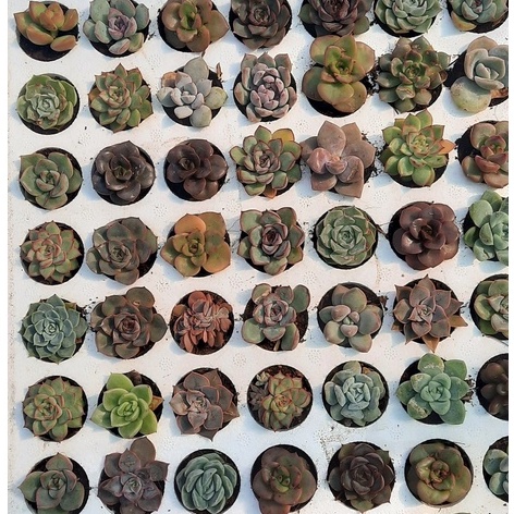 Sen đá mini, Combo cây sen đá mini LAFA GARDEN kích thước 2-4cm, nhiều màu sắc