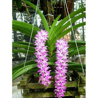 1 CÂY LAN SÓC TÍM RỪNG LÀO