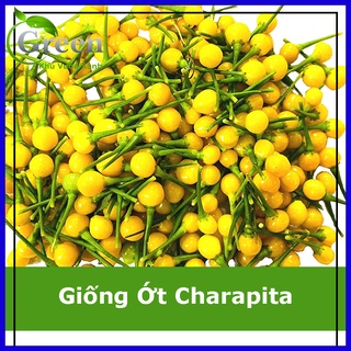 Hạt Giống Ớt Charapita