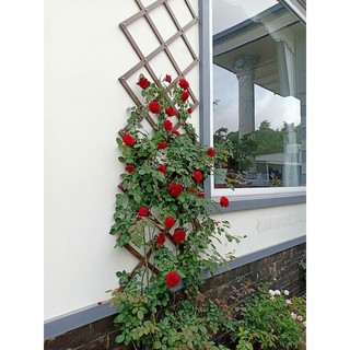 Giàn leo quả trám 60*180cm