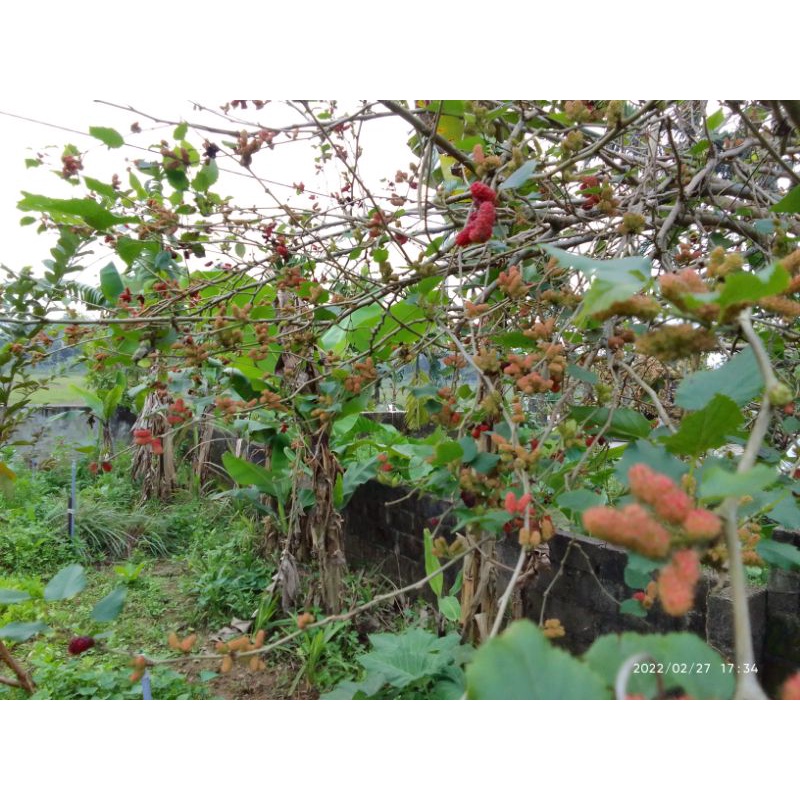 Cây dâu tằm ăn quả/cây giống dâu tằm sai trái