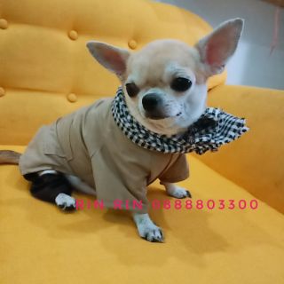Áo nông dân cho chó mèo
