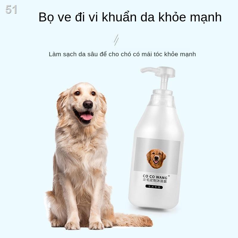 Golden Retriever sữa tắm đặc biệt dành cho chó trưởng thành và conA