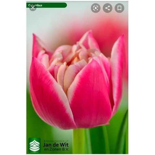 Bộ 5 củ giống hoa tulip hoa kép hoa màu hồng viền trắng Columbus - VTNN