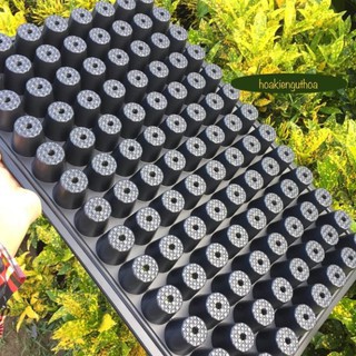 Khay nhựa ươm hạt / vỉ ươm hạt 104 lỗ