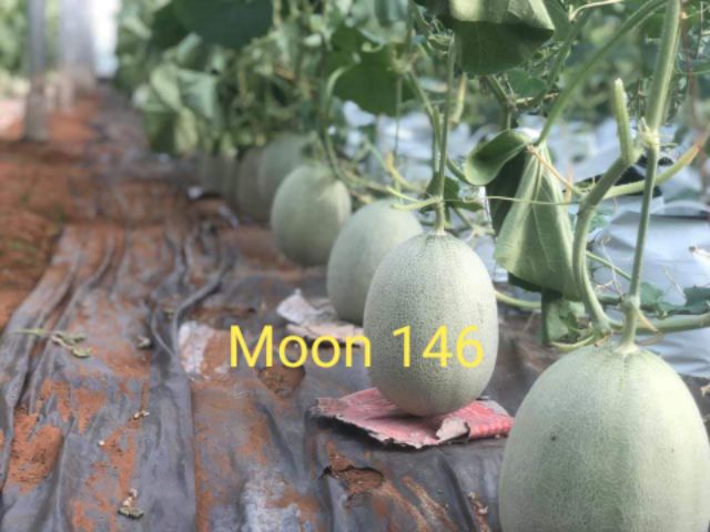 [Hạt Giống Nhật]Gói 10 hạt dưa lưới moon 146 ruột cam siêu ngọt chịu nhiệt tốt