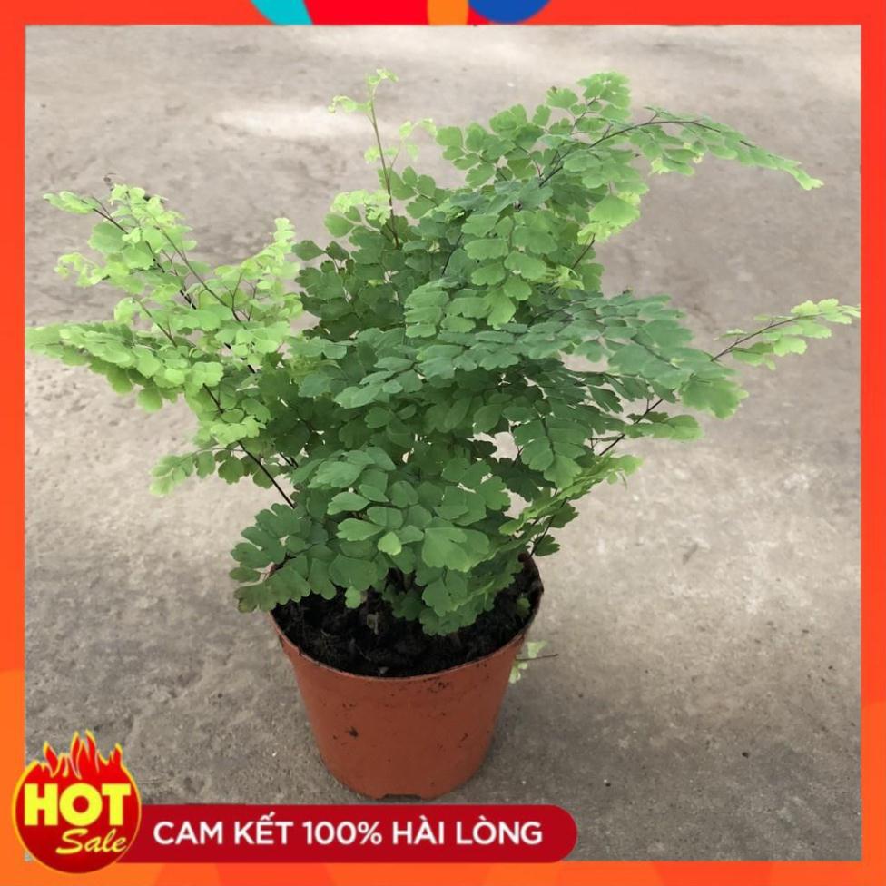 Cây tóc thần vệ nữ để bàn, chiều cao cây 15-20cm lá xếp vòng tròn cực bắt mắ.