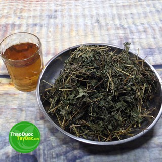 Cỏ Ngọt Stevia ( Hình Thật )