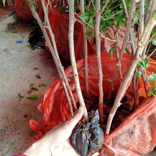 Hoa giấy thái leo tường