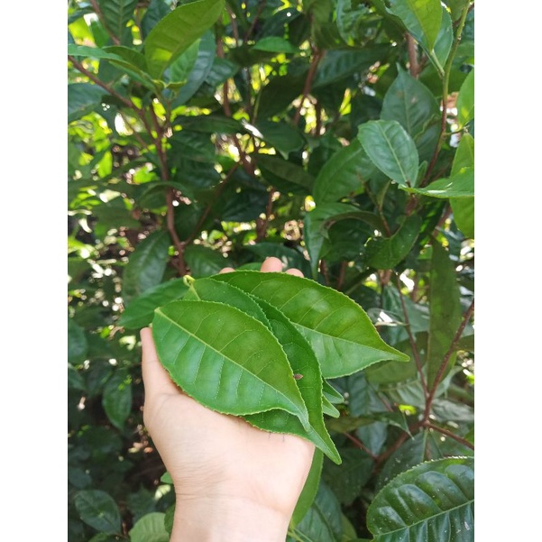 500g LÁ TRÀ XANH TƯƠI SẠCH NHÀ TRỒNG TỰ NHIÊN